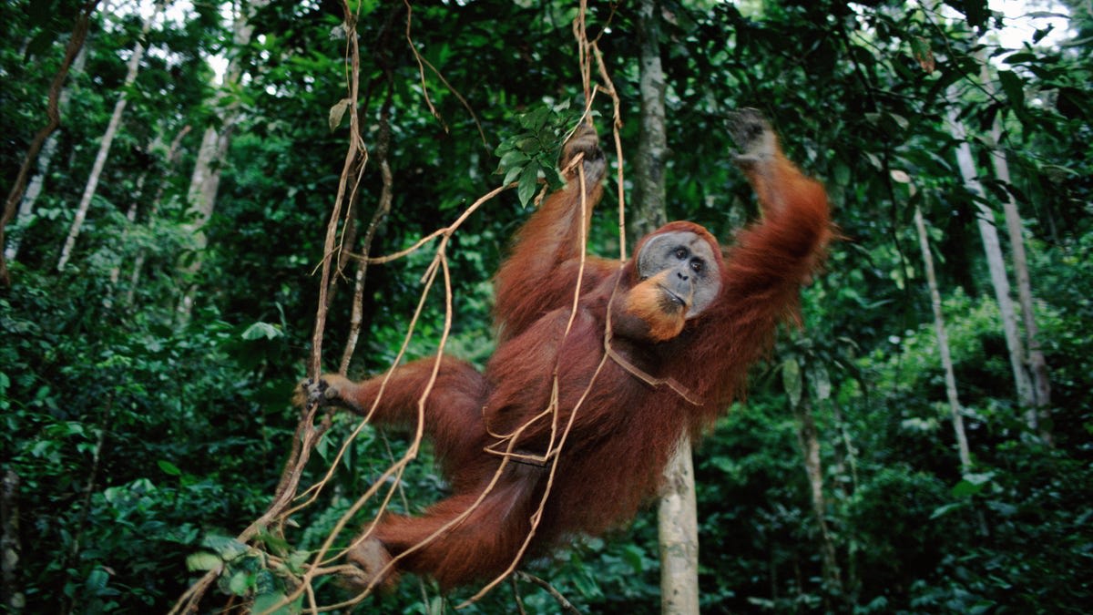 WWF-Indonesia using machine learning to save critically endangered orangutans