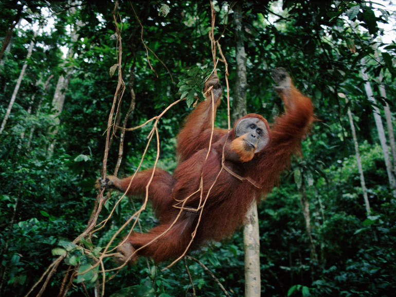 WWF-Indonesia using machine learning to save critically endangered orangutans
