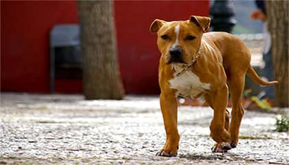 10 Of The Strongest Dog Breeds