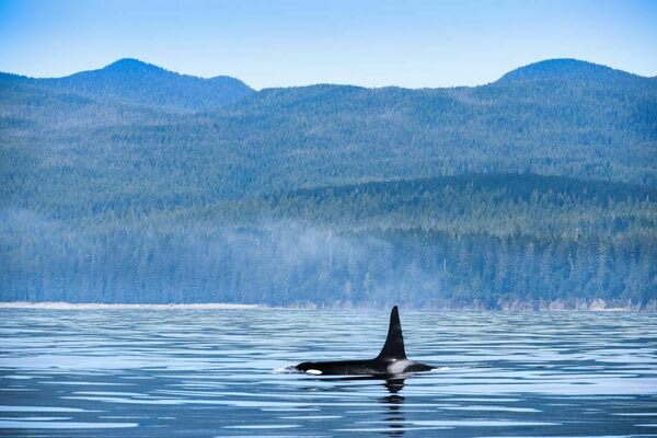 Orca Post-Mortems Tell the Story of a Population Facing Numerous Threats