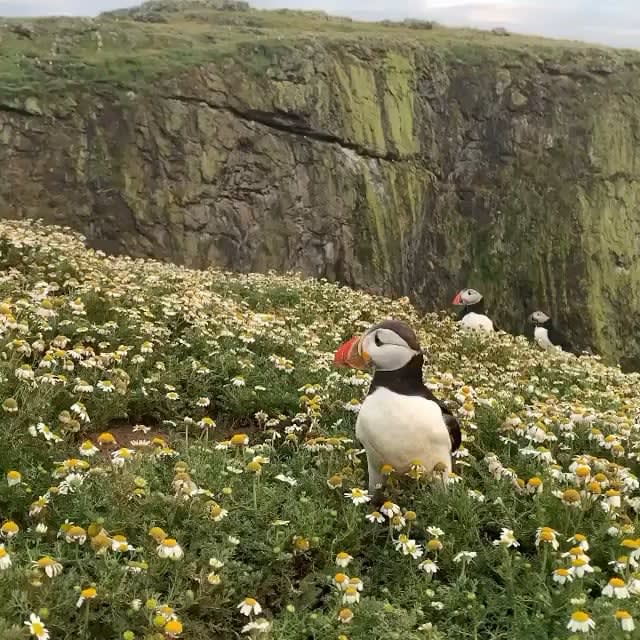 Puffin colony on Skomer island, Wales