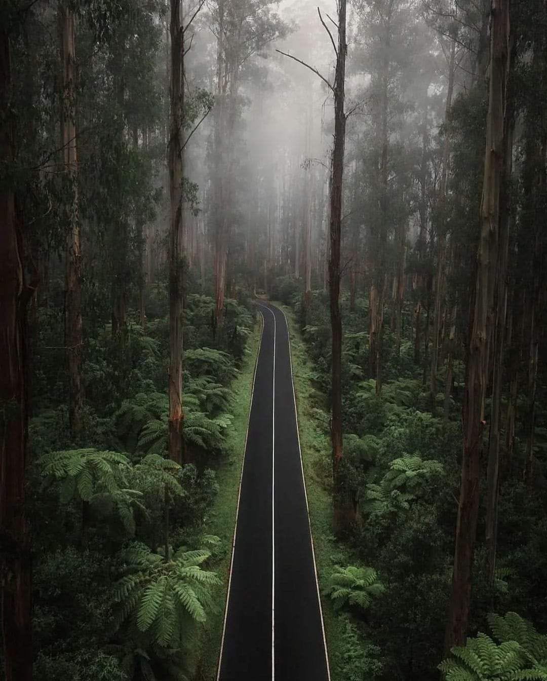 Black Spur, Australia