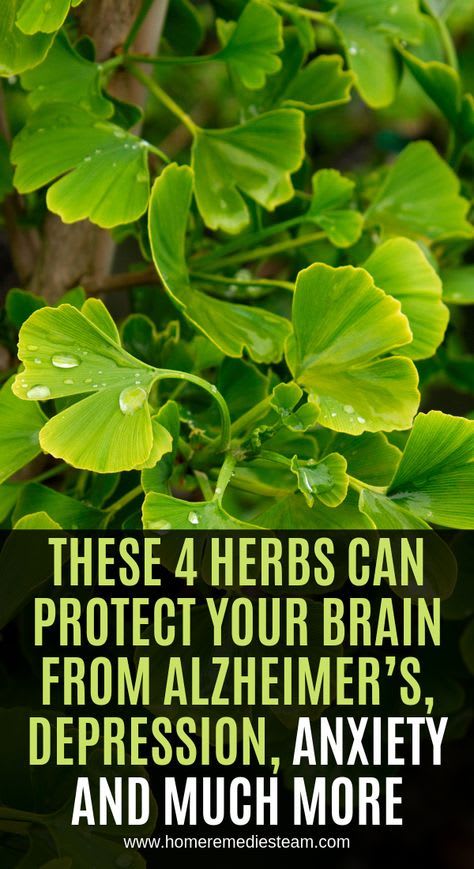 These 4 Herbs Can Protect Your Brain From Alzheimer’s, Depression, Anxiety And Much More