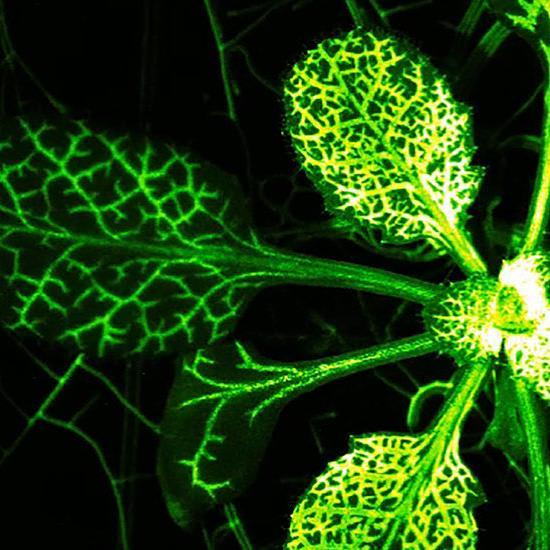 Watch Plants Light Up When They Get Attacked
