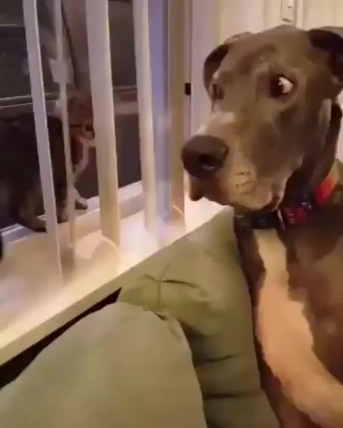 Omg.. The dog's reaction when the kitten boops his nose