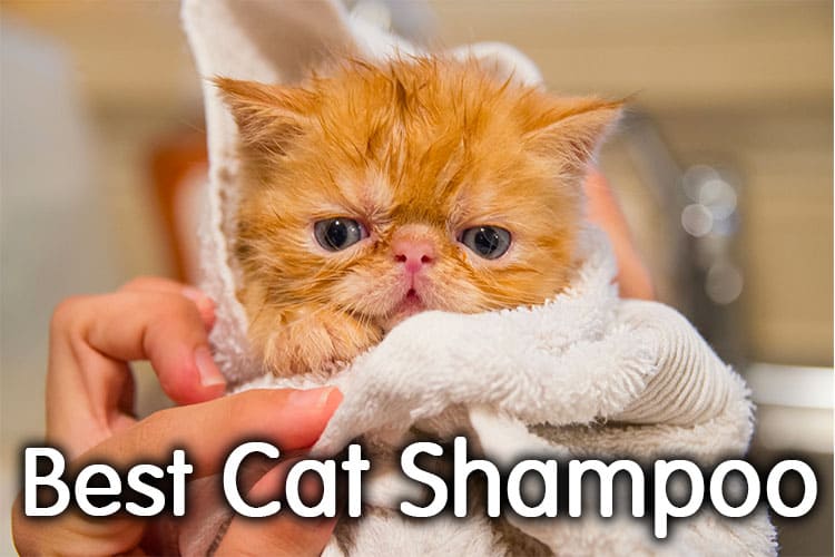The Best Cat Shampoo Review 2020