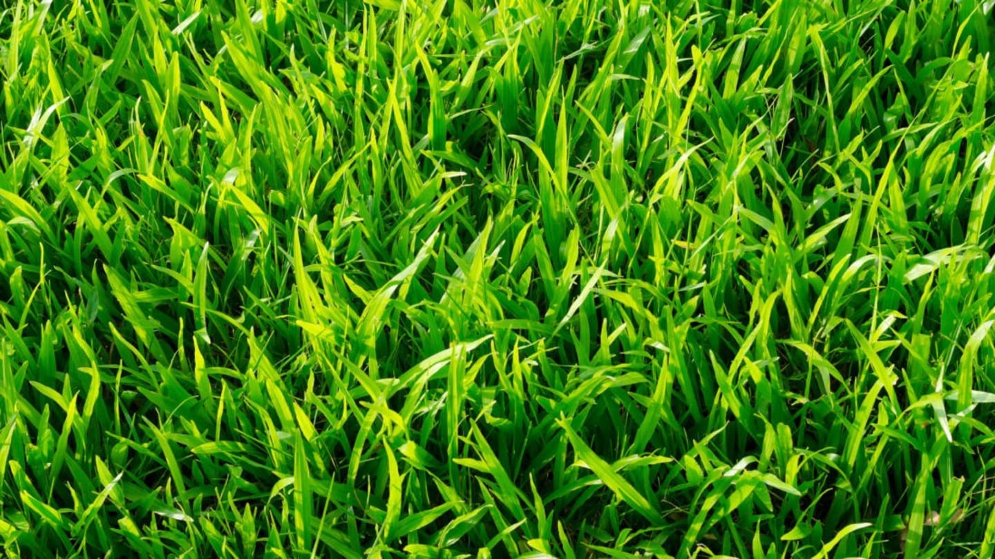 Why Does Grass Make Us Itch?