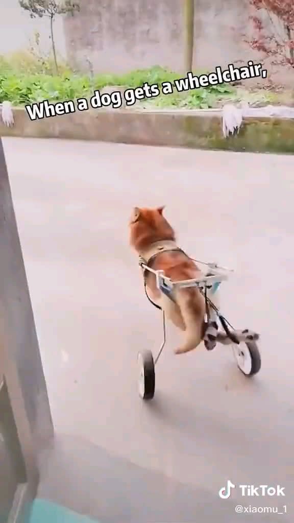 When a dog gets a wheelchair