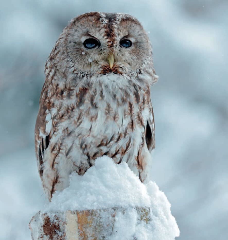 A superb, Scottish tawny owl after a snow fall. (Image - Cal Flynn).