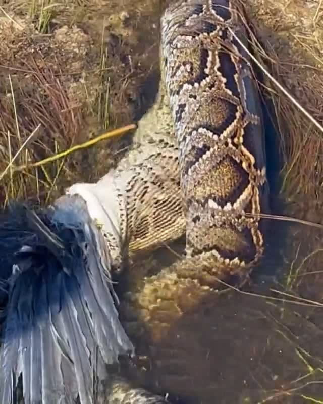 Invasive Burmese python swallowing a blue heron in Florida.