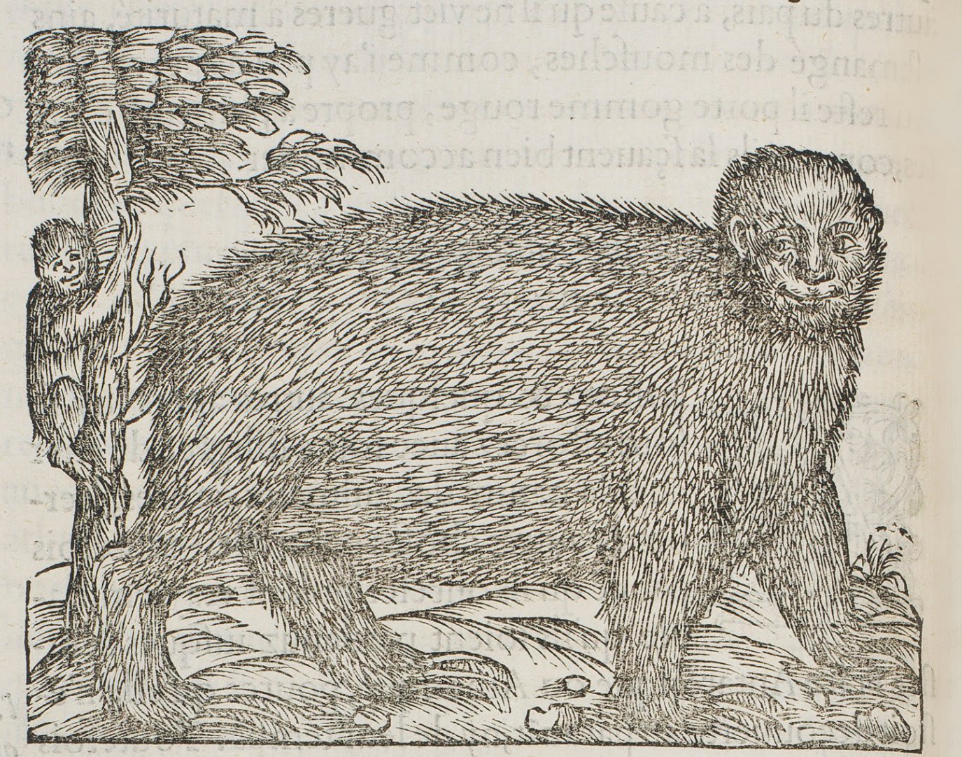 The Strange Nature of the First Printed Illustration of a Sloth