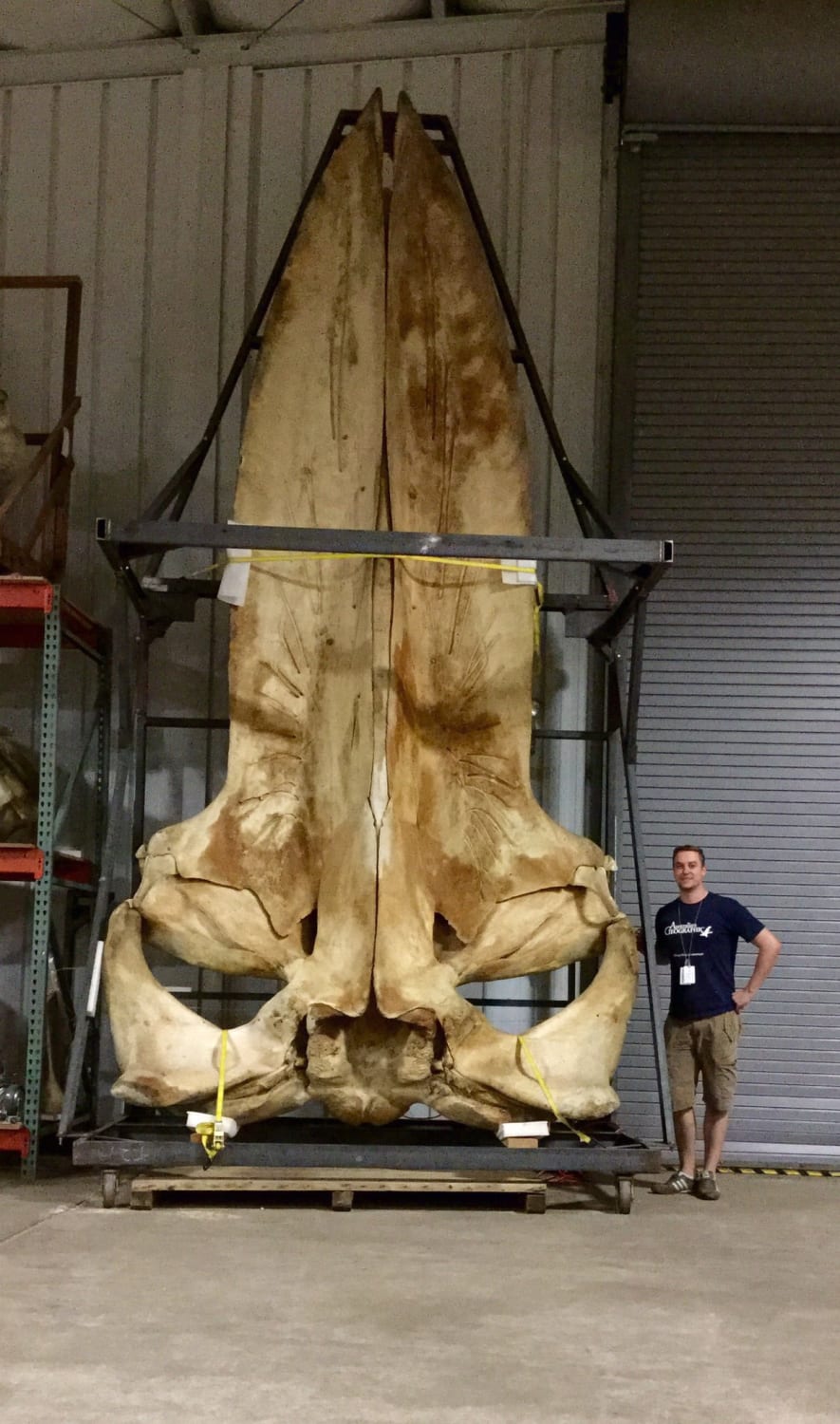 a blue whale skull with a human for scale