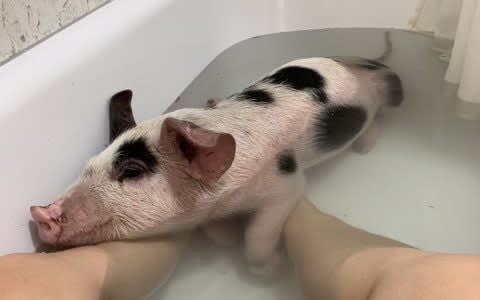 Vegan activist rescued pig from abattoir and fed animal on Wagamama