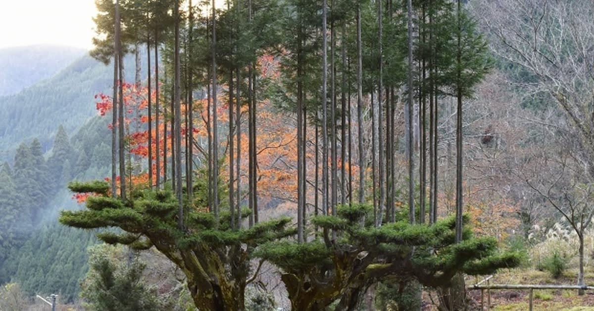 Incredible 15th-Century Japanese Technique for Growing Ultra-Straight Cedar Trees