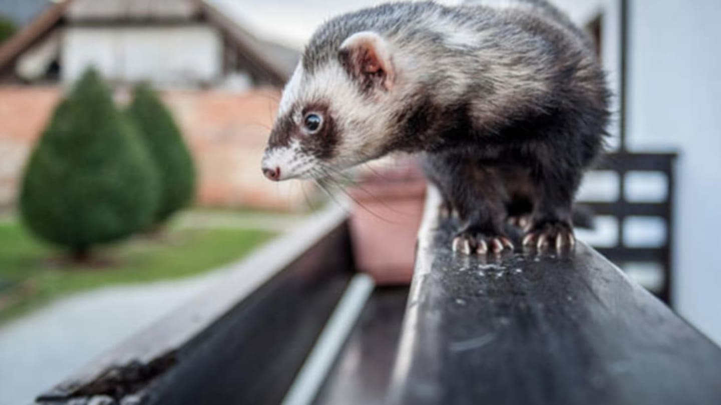 Scientists Say These (Mostly Wild) Mammals Make the Best Pets