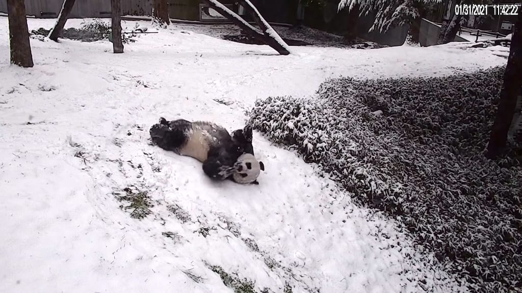 Giant Panda Parents Slide and Play in the Snow at the Smithsonian's National Zoo in Washington DC