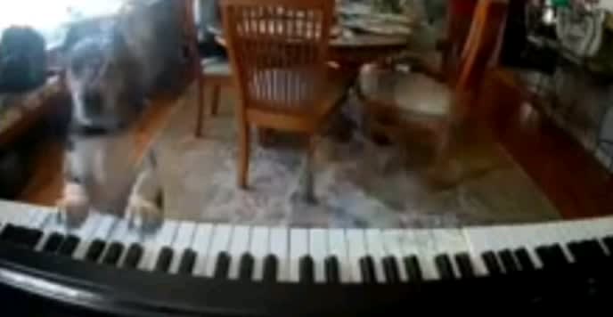 Dog found singing and playing the piano while owners aren't there