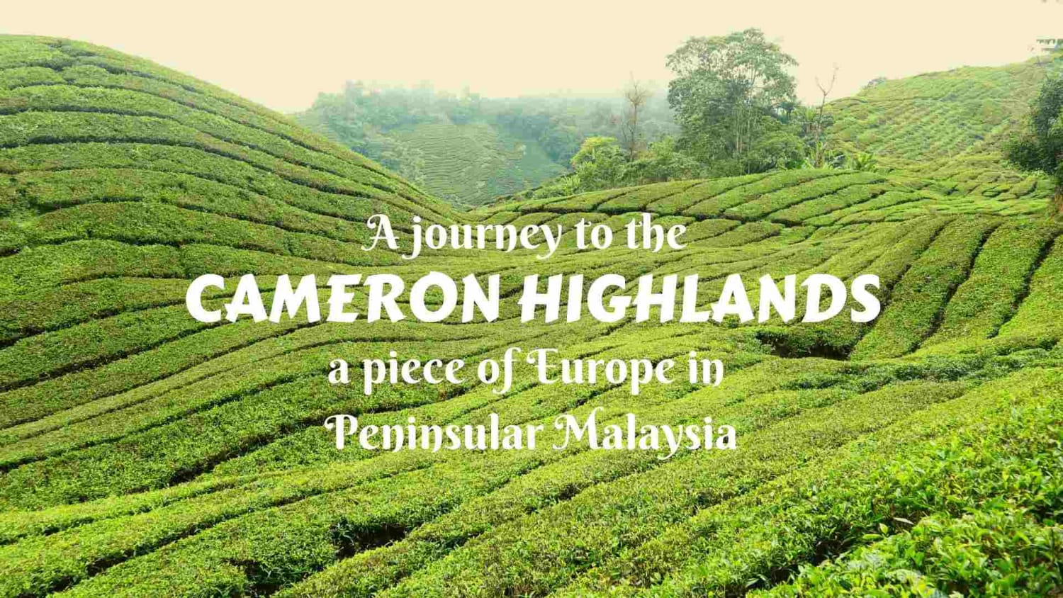 A journey to the Cameron Highlands, Peninsular Malaysia