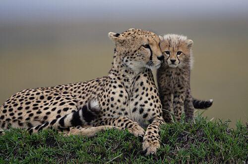 Cheetah Cub And Mum
