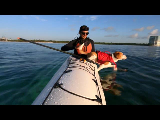 Dog Enjoys Kayaking With Owner and Swimming in the Sea - 1214488