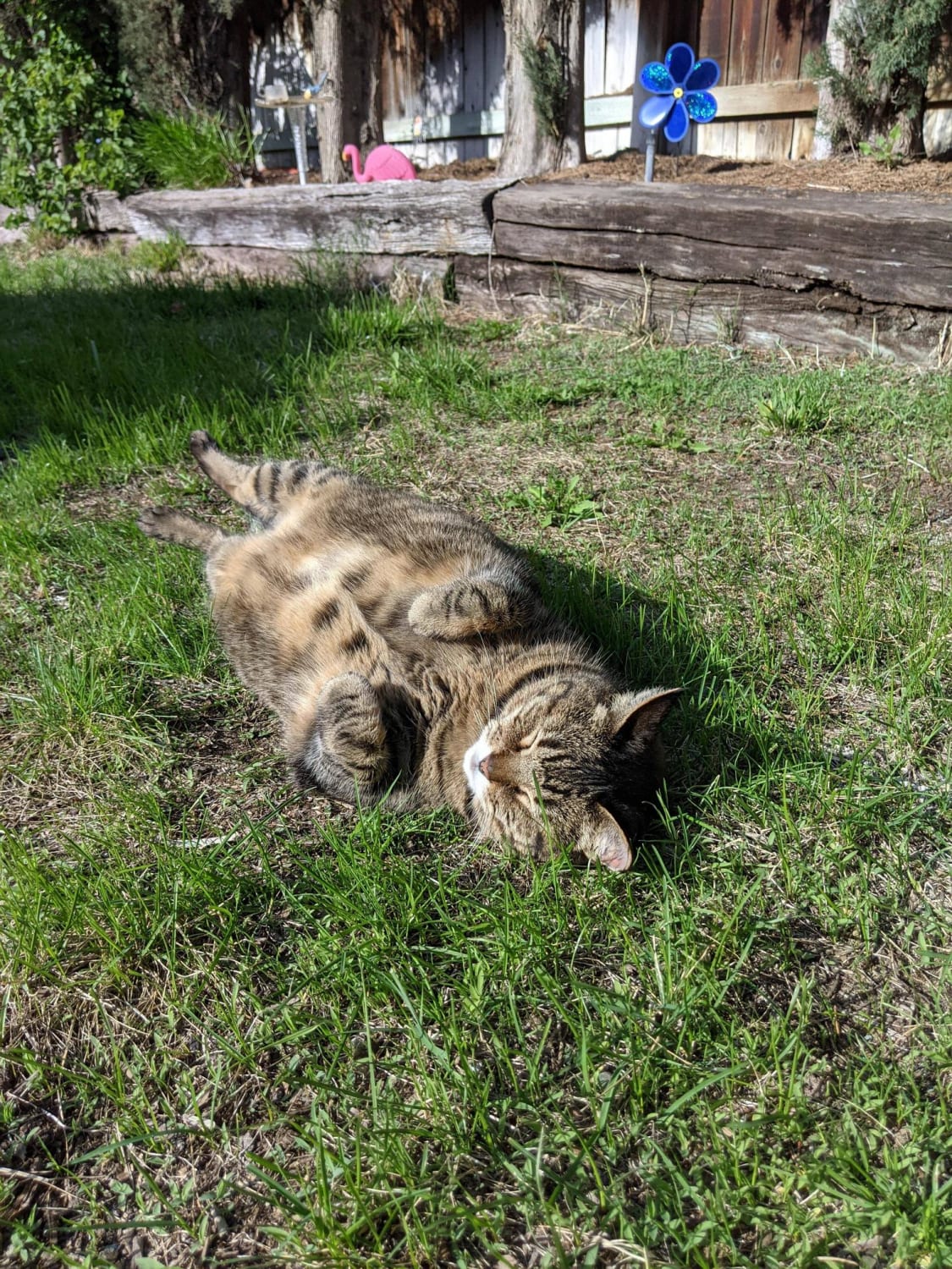 Another day means another sun for this chonker to lay under.