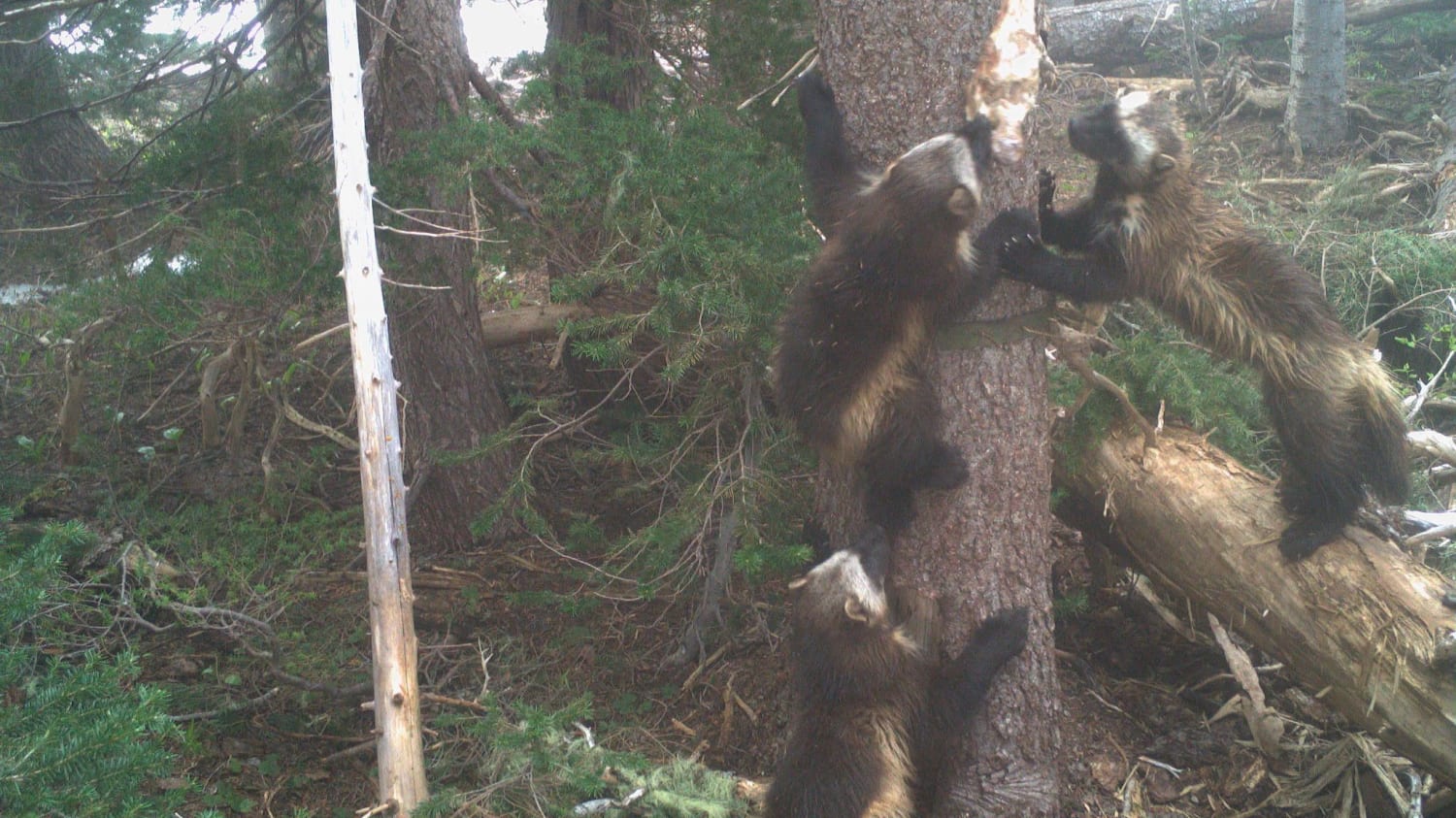 Wolverine Family Spotted in Mount Rainier National Park for the First Time in a Century
