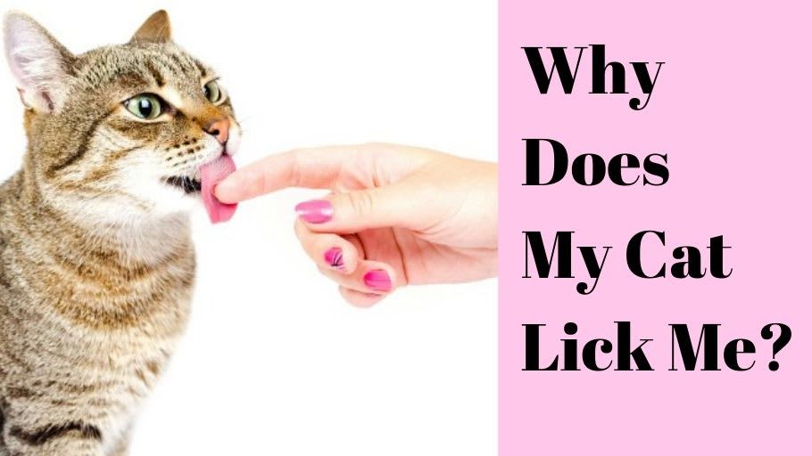 All The Good Reasons Your Cat Licks You For
