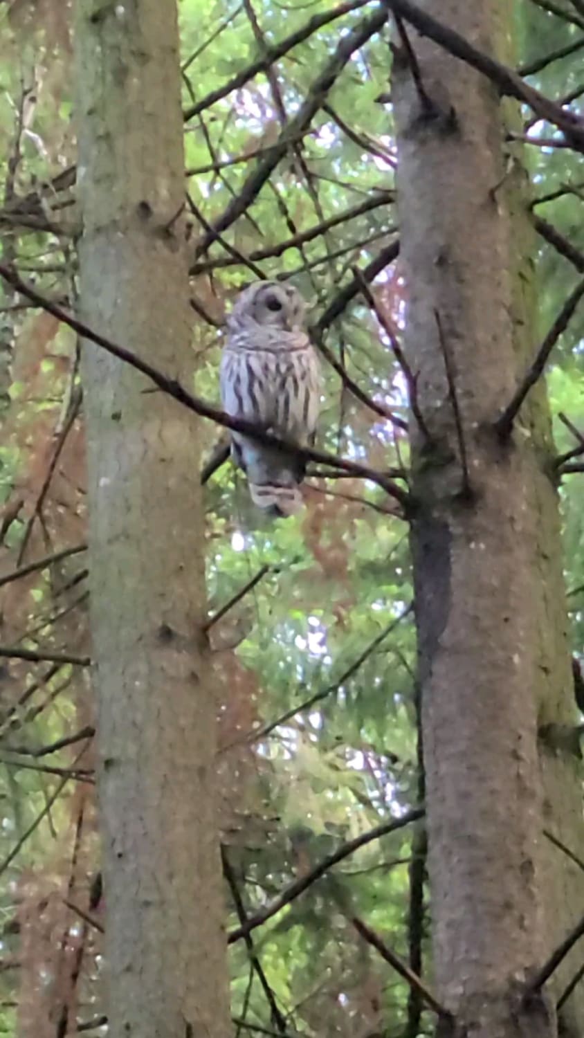 Strix varia, aka Barred Owl, I had the pleasure of seeing this evening.