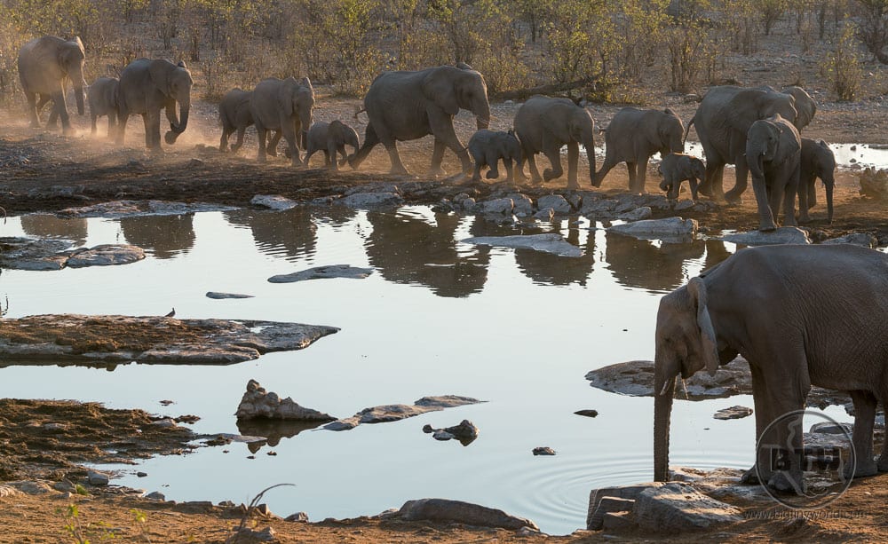 The Ultimate Etosha National Park Wildlife Viewing Guide