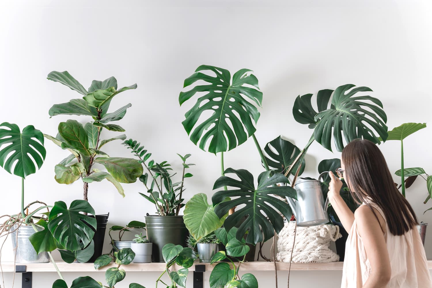 These Are the 9 Most Popular Houseplants on Instagram, According to Survey