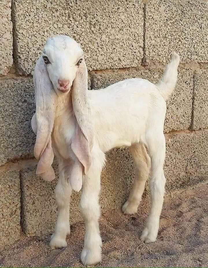 This is a Damascus goat