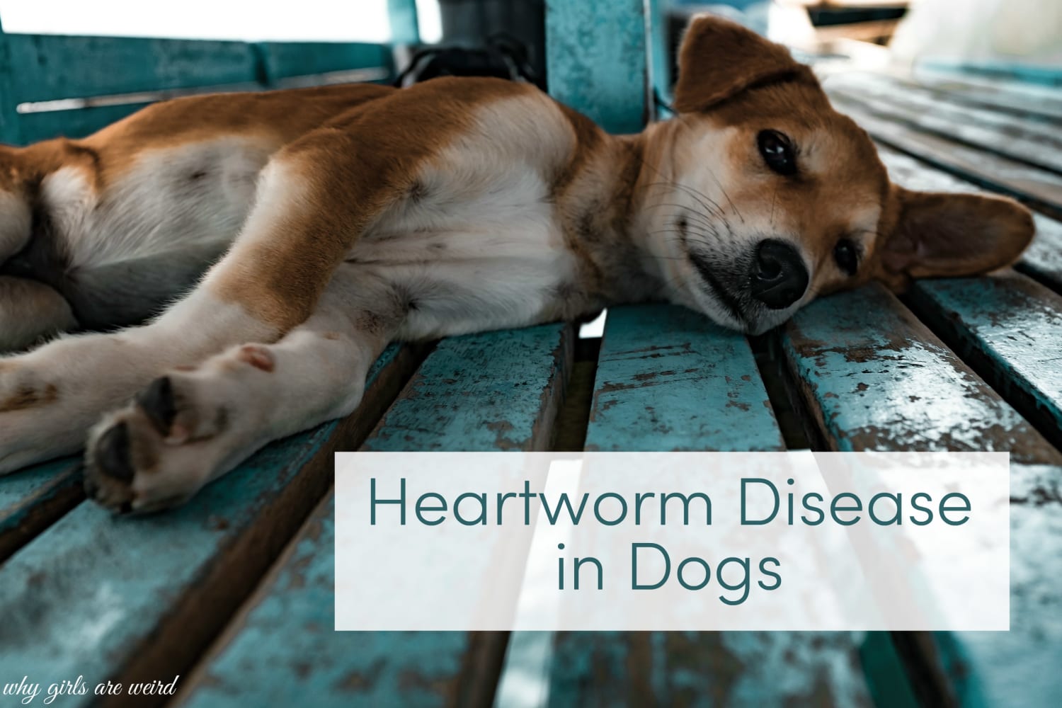 Heartworm Disease in Dogs