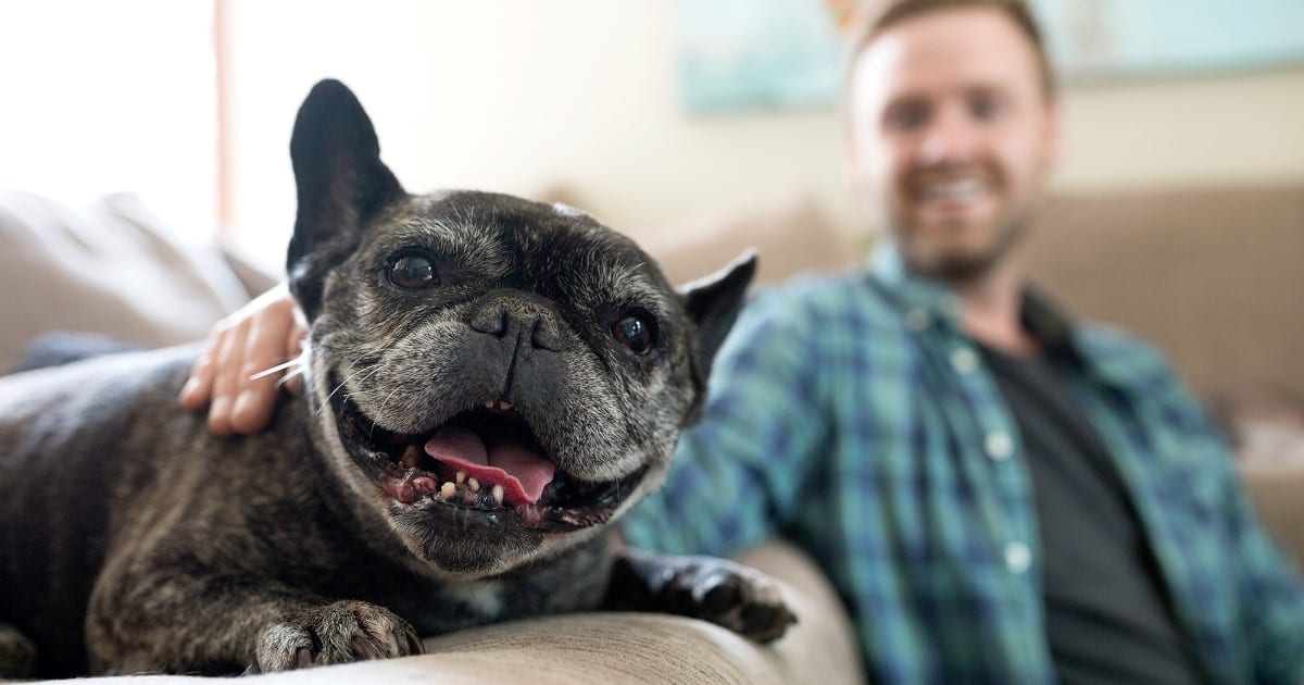 Study Finds You Can 'Pet Your Stress Away' By Cuddling Cats and Dogs