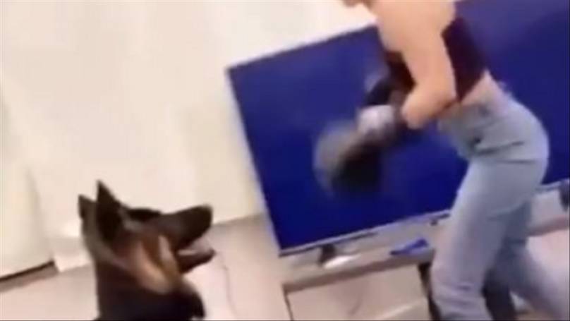 Investigation Launched After Video Showing Woman 'Boxing' Dog