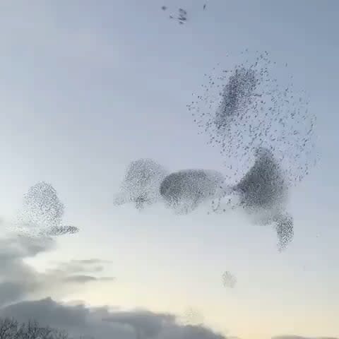 This murmuration of birds is like nature's fireworks display (X-Post)