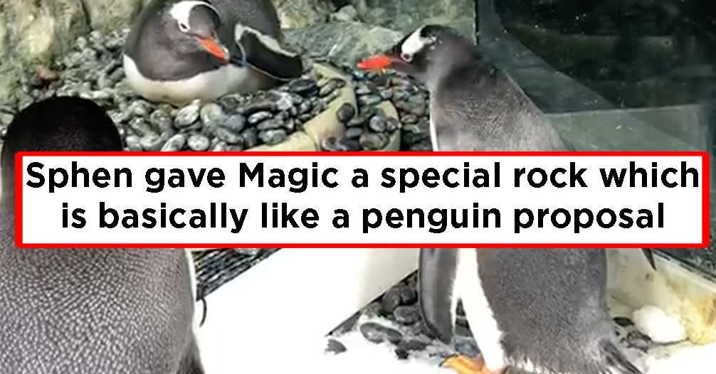 This Gay Penguin Couple Have Fostered An Egg And It's Bloody Adorable