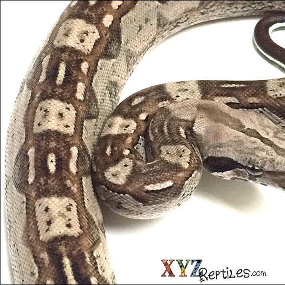 How To House Boas For Sale
