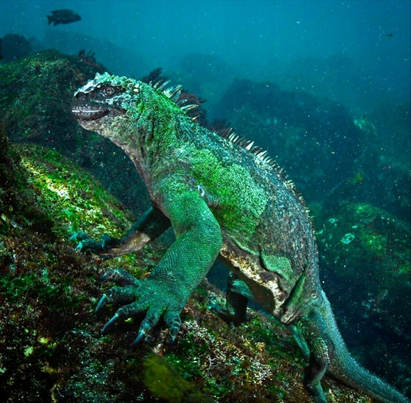 A Galápagos marine Iguana