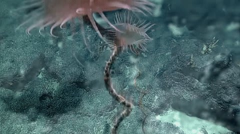 My, what big venomous tentacles you have. 👀 Amazing footage of the Venus flytrap sea anemone, 🎥 by