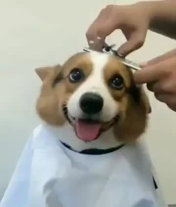 Just happily getting a haircut.