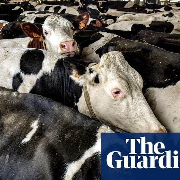 Europe's meat and dairy production must halve by 2050, expert warns