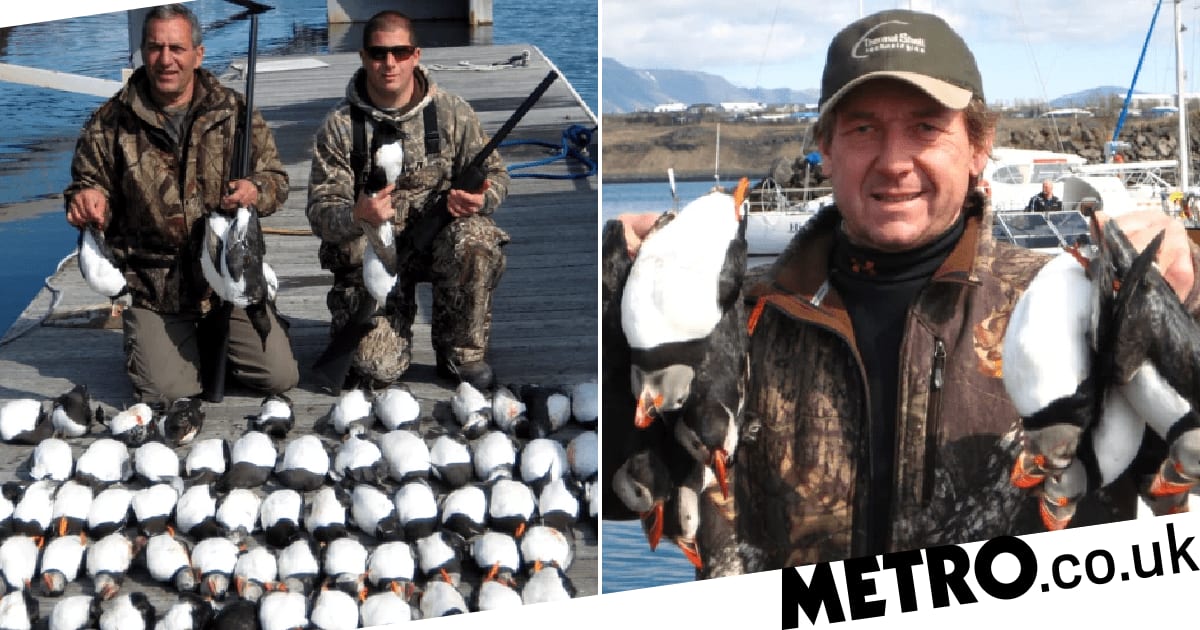 Trophy hunters killing 100 puffins a time then bringing them home as souvenirs