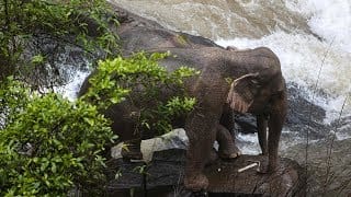 Six elephants die while trying to save each other in 'Hell's Abyss' Thai waterfall