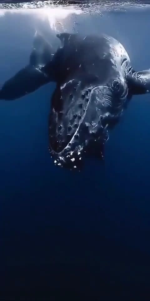 Watch what he does. What is this strange sound?🐋