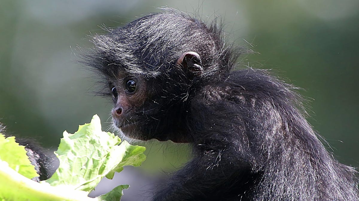Sorry, you still cannot feed Hot Cheetos to monkeys at the zoo