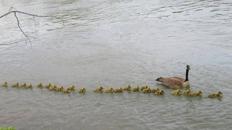 Canadian Man Discovers Caring Mother Goose Who's Looking After 47 Goslings
