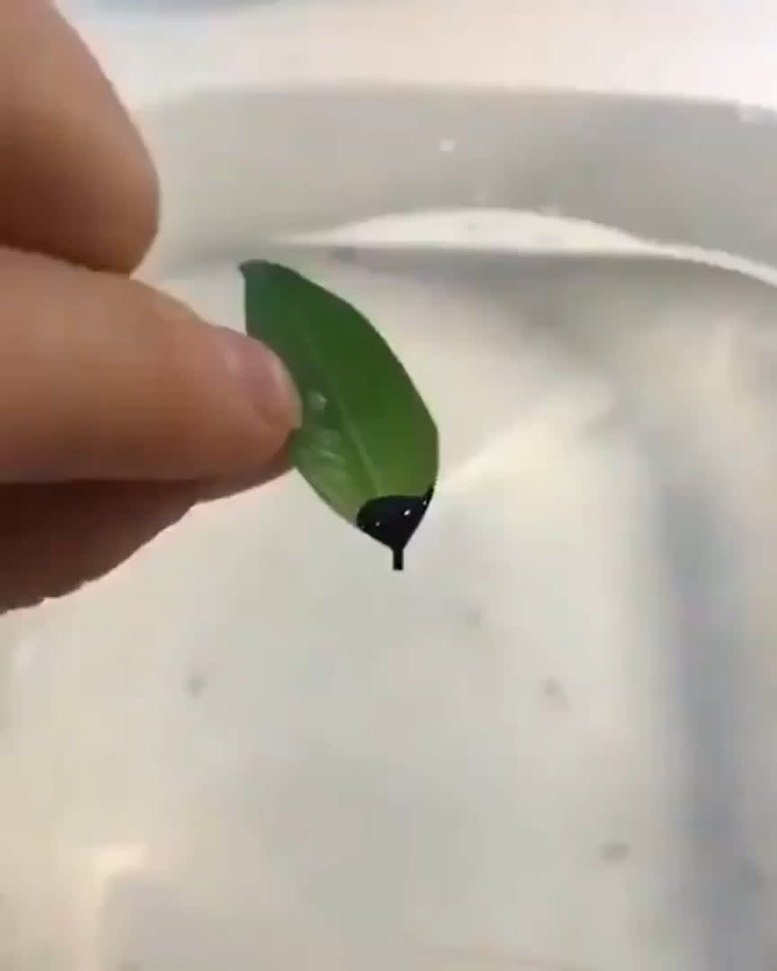 Ink on a Leaf