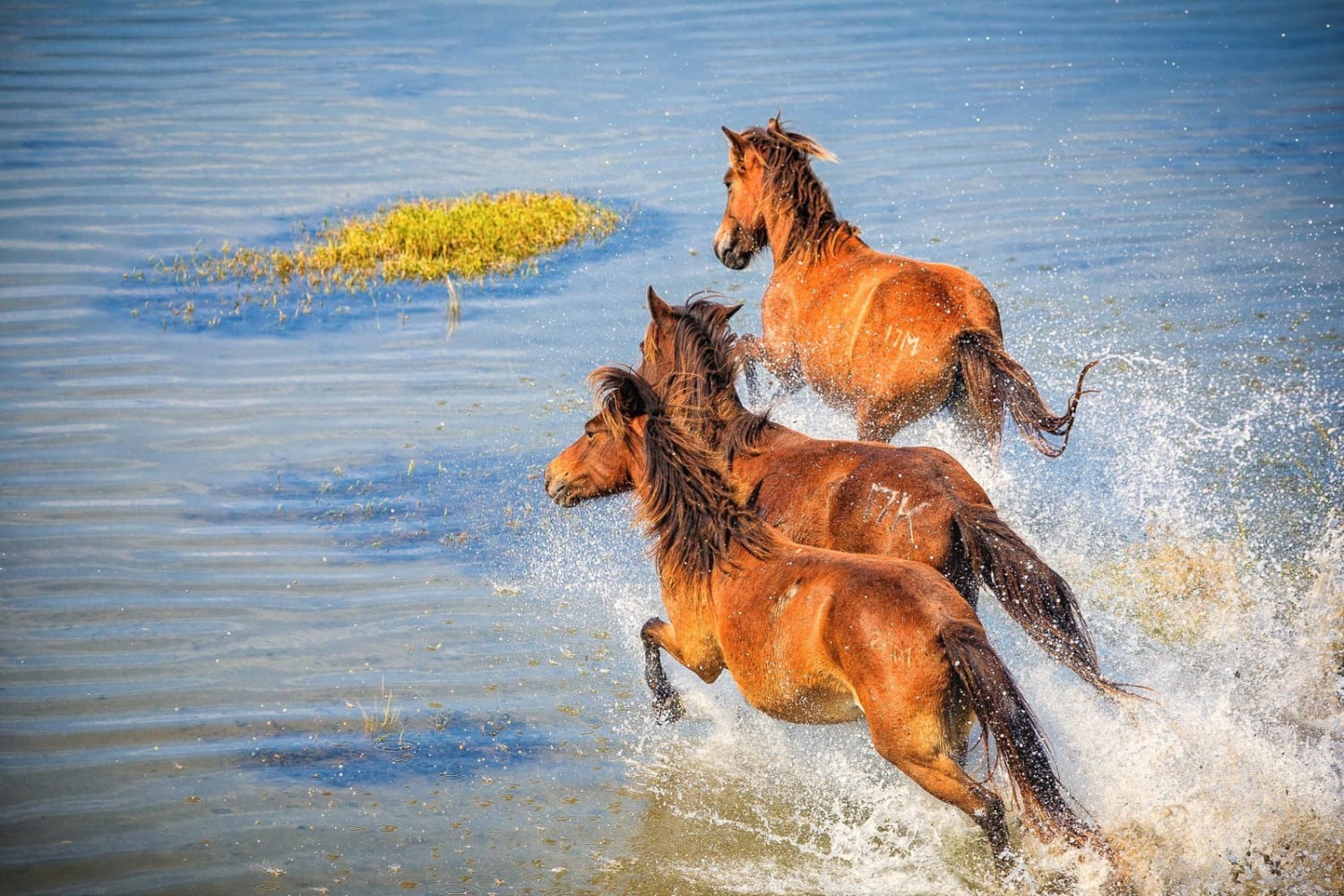 The Best Places to See Wild Horses in North America