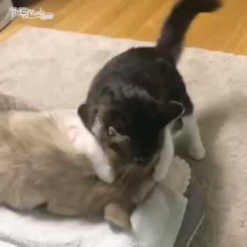 Cat gets adopted by a dog and thinks she's a husky