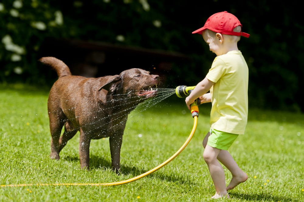 5 Cool Ideas to Keep Your Dog From Overheating This Summer